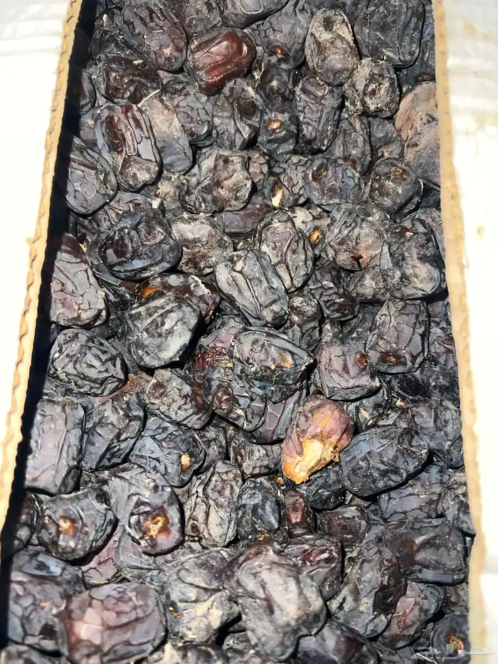 متوفر انتاج تمور جديدة الف كرتون موز 4