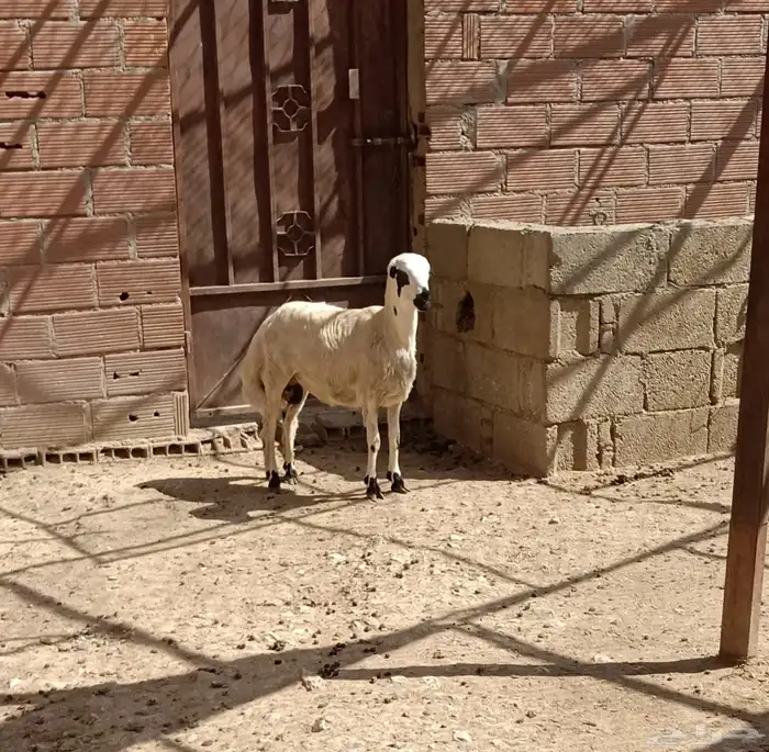 خروف رفيدي بلدي 0