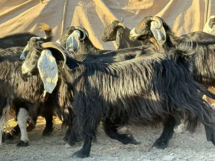 معزا وجفار 2