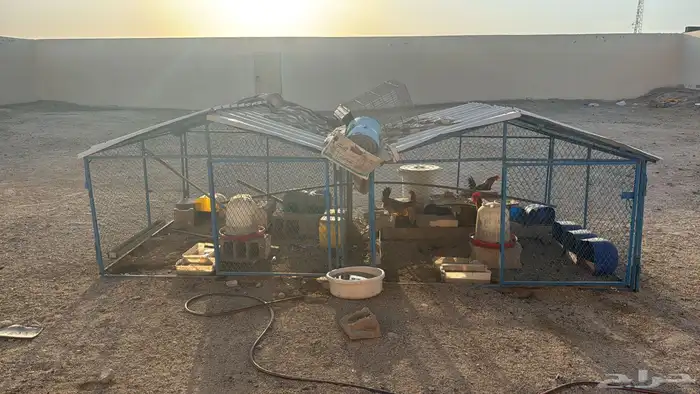 شبوك حمام و دجاج اثنين في ثلاثة 1