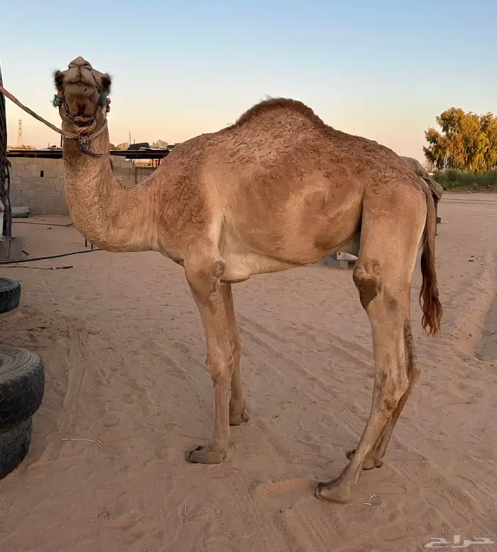 قعود حر طابع شرط اصيل صافي فيه 9 من الحرار سنه حق 4