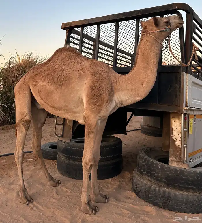 قعود حر طابع شرط اصيل صافي فيه 9 من الحرار سنه حق 6