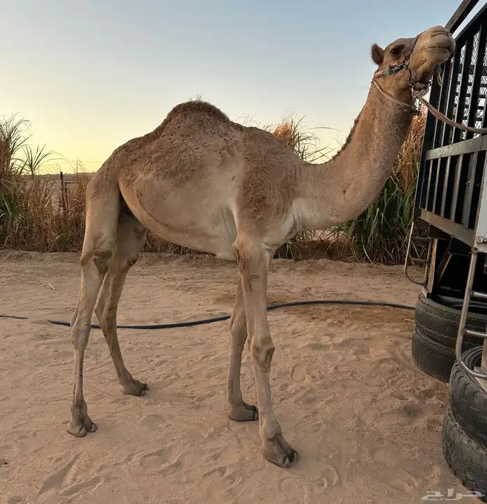 قعود حر طابع شرط اصيل صافي فيه 9 من الحرار سنه حق 1