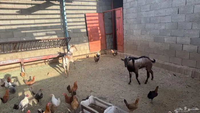 فحول هجين وعل 2