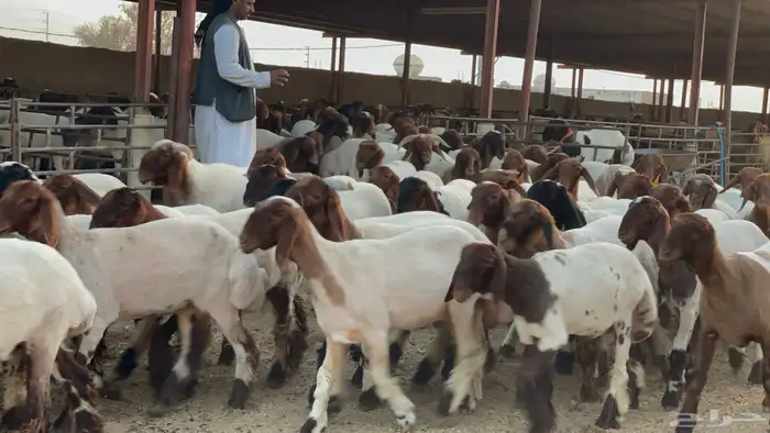 جذعات طيبه للبيع 5