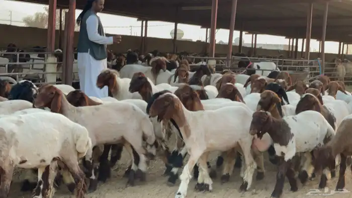 جذعات طيبه للبيع 6