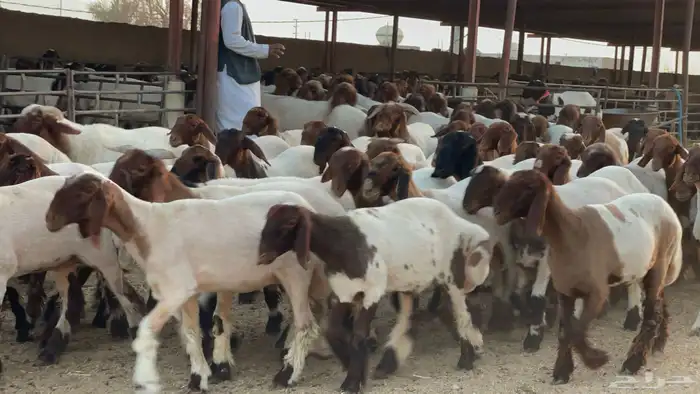 جذعات طيبه للبيع 4