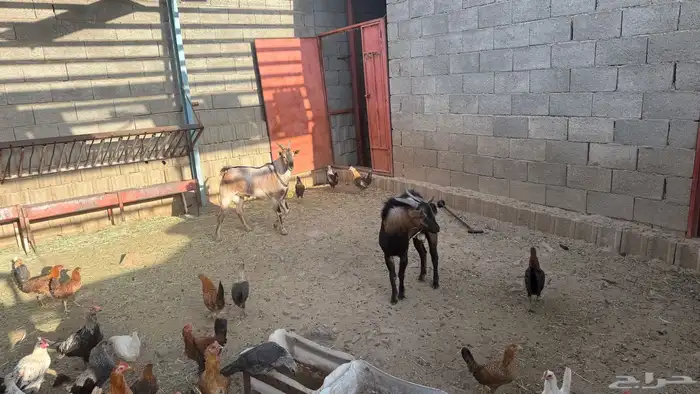 فحول هجين وعل 1