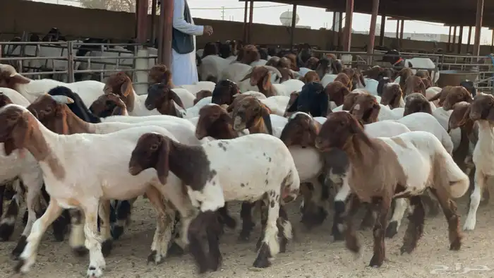 جذعات طيبه للبيع 3