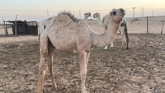 قعود قصب للبيع 0