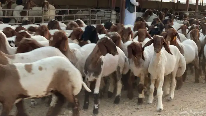 جذعات طيبه للبيع 0