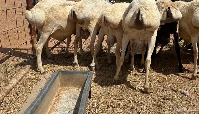 برابر جذعان طرف لحم وشحم 22