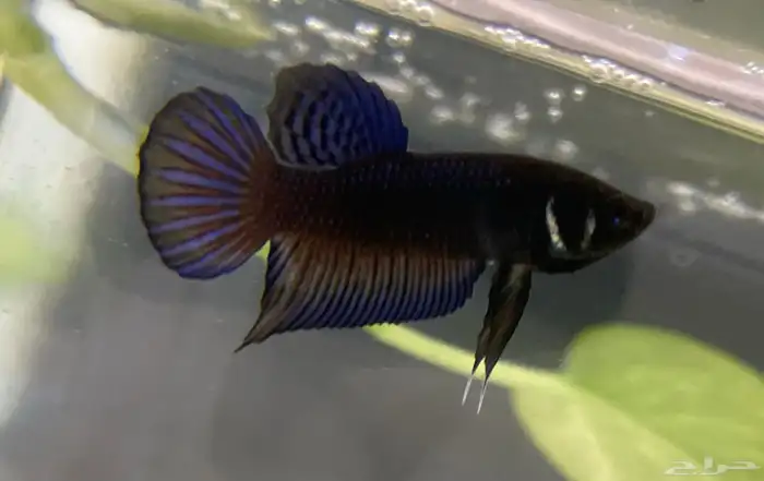 betta fish. دكور سمك بيتا (فايتر) 5