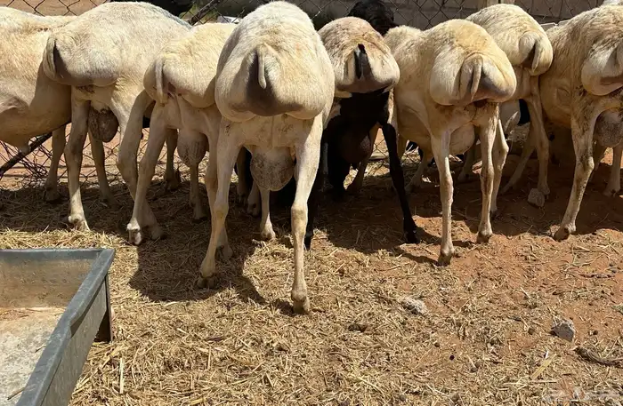 برابر جذعان طرف لحم وشحم 21