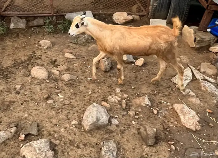 الموقع العارضة 1
