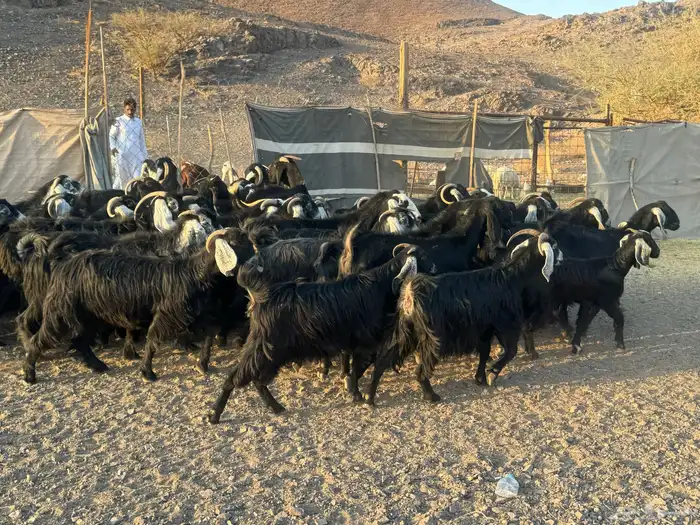 معزا وجفار 6