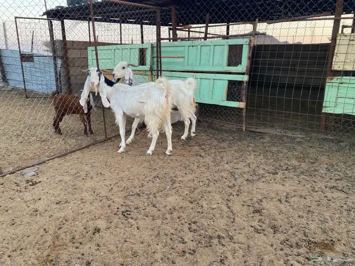 معزا طيبه 3