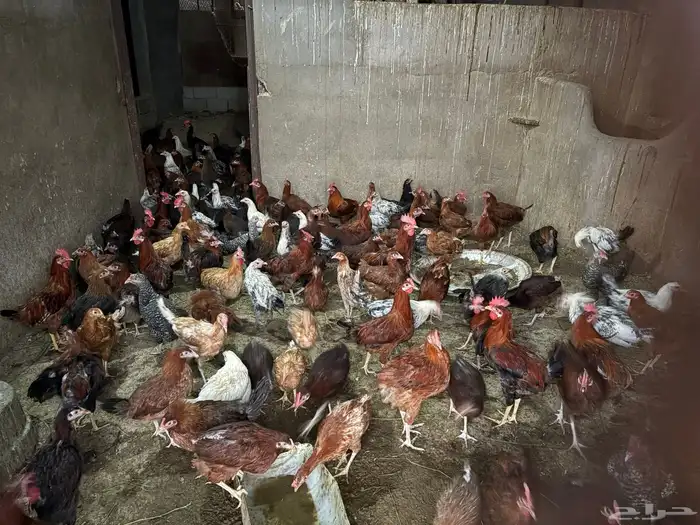 دجاج بياض ع الشرط   رومي   أرانب   بط   أغنام كل شي واضح 0