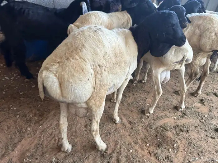 برابر جذعان طرف لحم وشحم 6