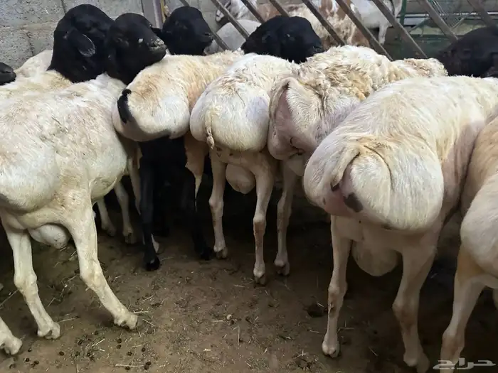 تيوس وبرابر مرابي 45