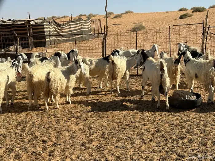 ماعز مطور منوه القناي مراح واحد 2