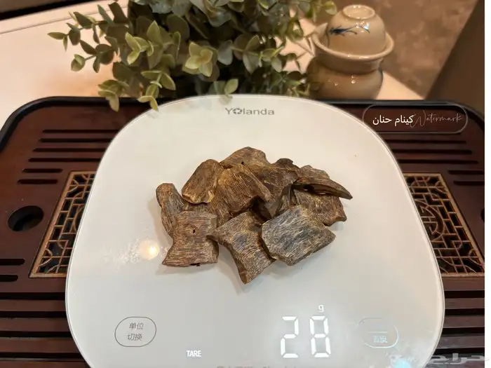 عود كينام مستزرع طبيعي 3