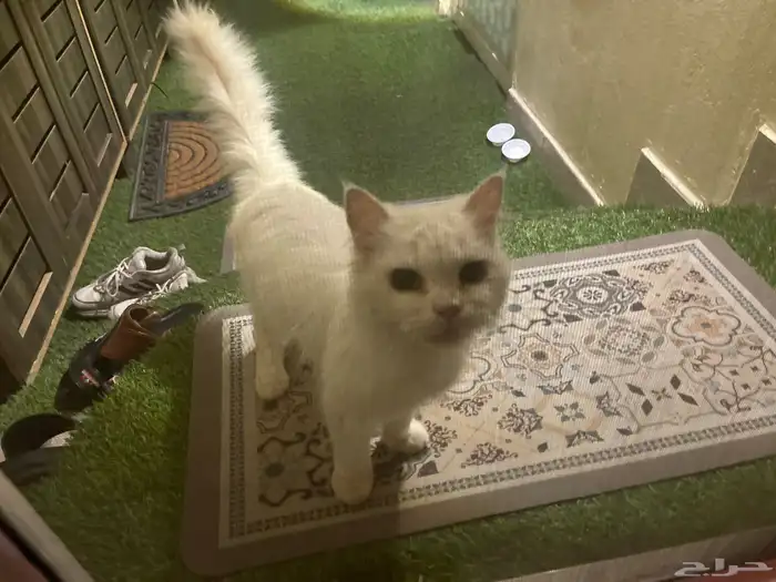 للبيع قطوه بيوت 7