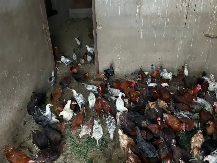 دجاج بياض ع الشرط   رومي   أرانب   بط   أغنام كل شي واضح 3