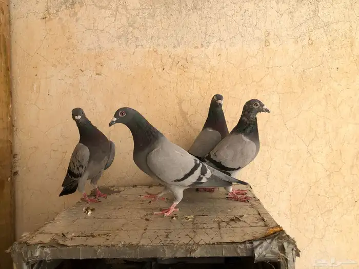 حمام زاجل 2