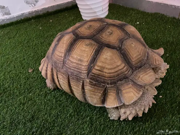 سلحفاه سولكاتا عملاقه وجوز طاؤوس انثى 1