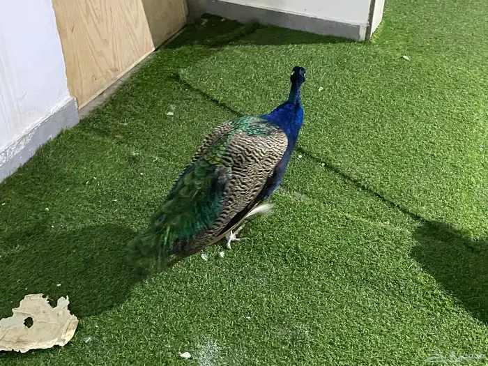 سلحفاه سولكاتا عملاقه وجوز طاؤوس انثى 2