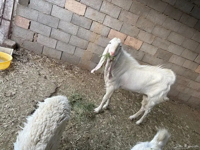 دجاج بياض ع الشرط   رومي   أرانب   بط   أغنام كل شي واضح 17