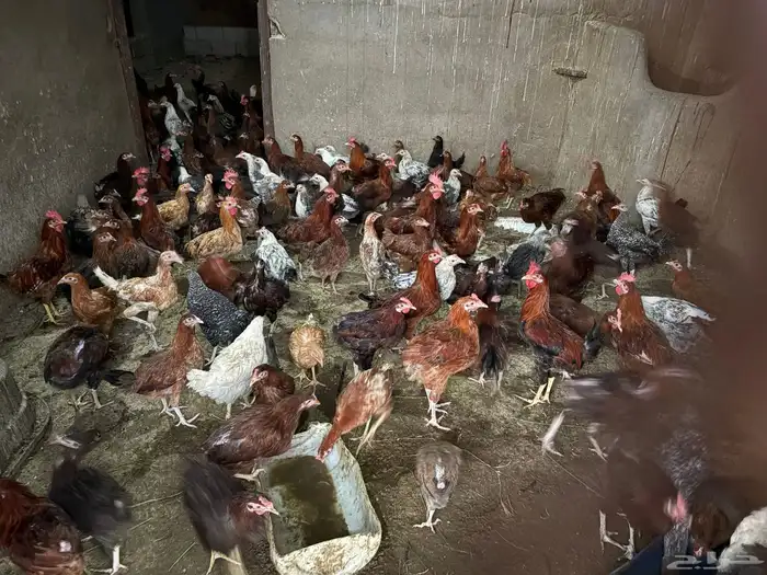 دجاج بياض ع الشرط   رومي   أرانب   بط   أغنام كل شي واضح 4