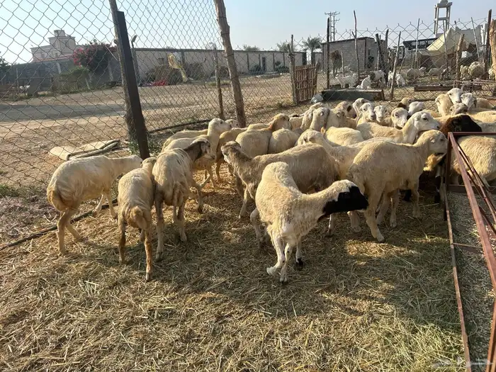 رخال رفيدي بلدي 2