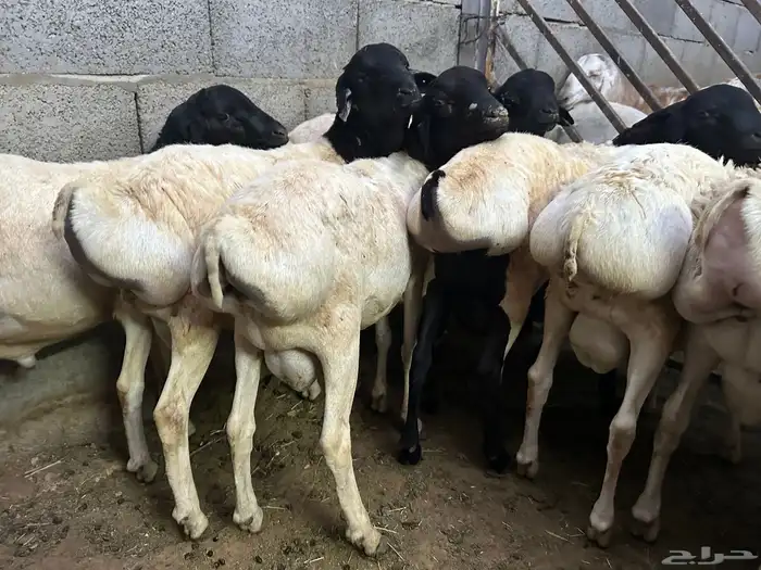 تيوس وبرابر مرابي 3