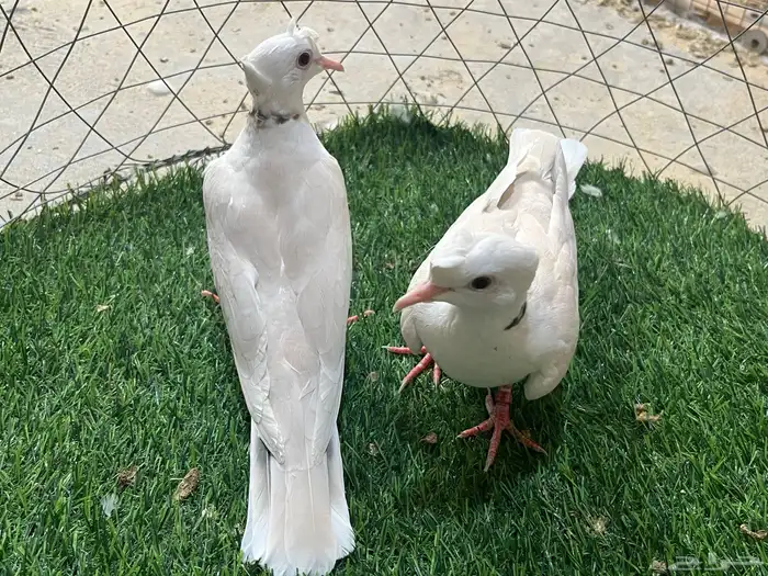 طبه حمام ياكريم دبل كرست مستوى ممتاز 1