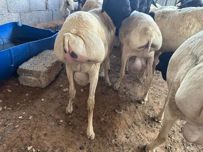 برابر جذعان طرف لحم وشحم 5