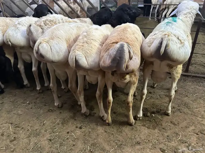 برابر جذعان طرف لحم وشحم 29