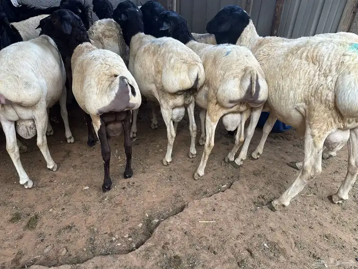 برابر جذعان طرف لحم وشحم 10