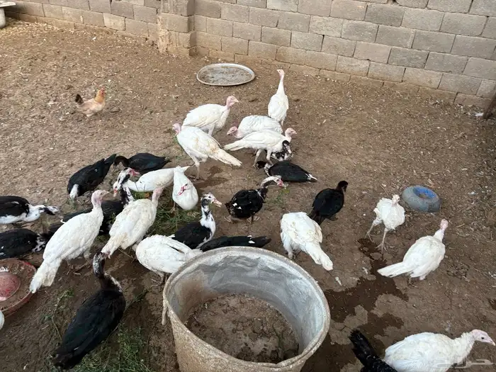 دجاج بياض ع الشرط   رومي   أرانب   بط   أغنام كل شي واضح 6