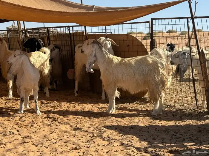 ماعز مطور منوه القناي مراح واحد 4