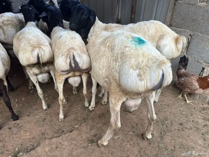 برابر جذعان طرف لحم وشحم 11