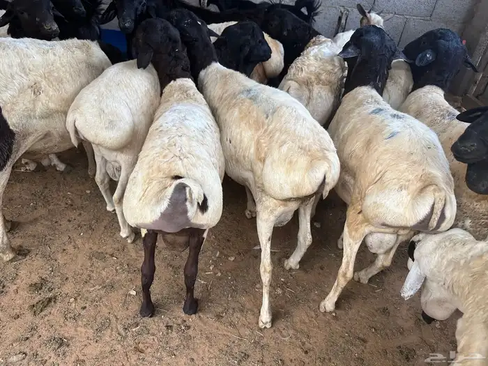 برابر جذعان طرف لحم وشحم 7