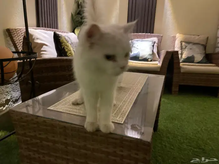 للبيع قطوه بيوت 1