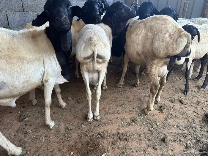 برابر جذعان طرف لحم وشحم 4