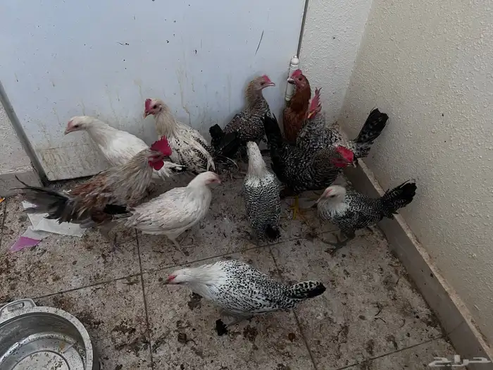 دجاج للبيع 1