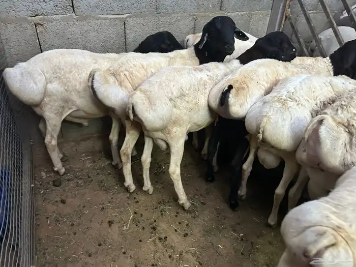 برابر جذعان طرف لحم وشحم 25