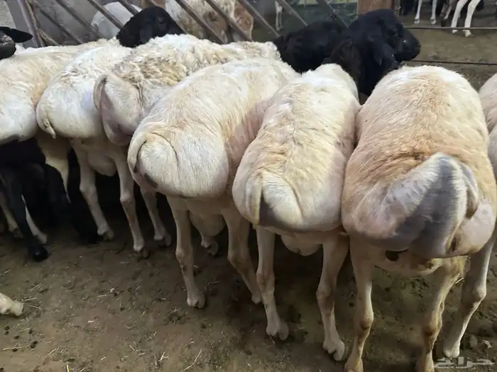 تيوس وبرابر مرابي 4