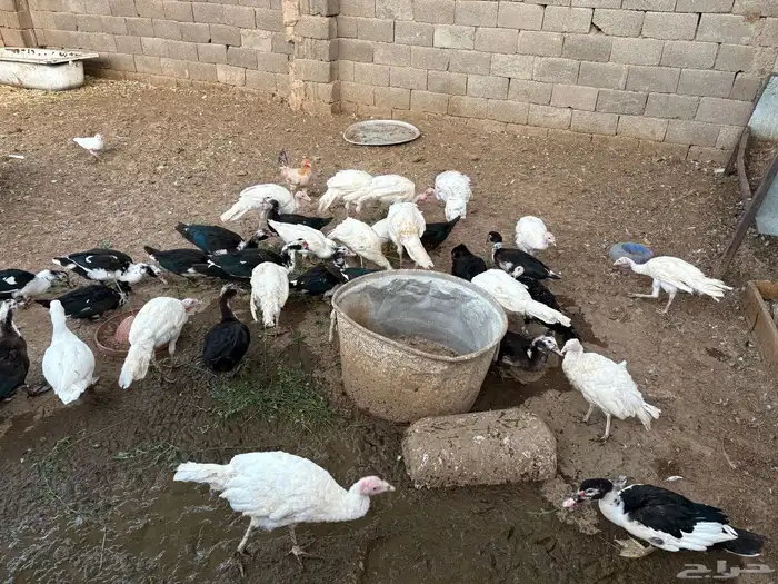 دجاج بياض ع الشرط   رومي   أرانب   بط   أغنام كل شي واضح 9