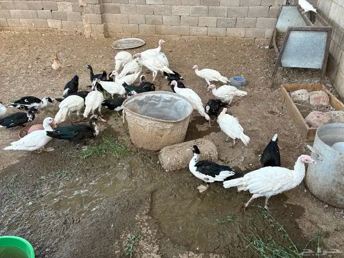 دجاج بياض ع الشرط   رومي   أرانب   بط   أغنام كل شي واضح 5